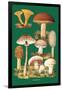 Mushrooms-null-Framed Art Print