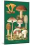 Mushrooms-null-Mounted Art Print