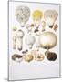 Mushrooms-null-Mounted Giclee Print