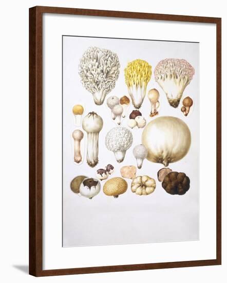 Mushrooms-null-Framed Giclee Print