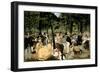 Music in the Tuileries Gardens, 1862-Edouard Manet-Framed Giclee Print