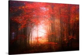 Music To My Eyes-Philippe Sainte-Laudy-Stretched Canvas