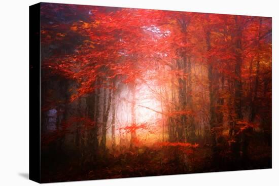 Music To My Eyes-Philippe Sainte-Laudy-Stretched Canvas