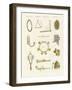 Musical Instruments of the Ancients -- Whistles, Rattles and Cymbals-null-Framed Giclee Print