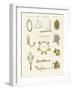 Musical Instruments of the Ancients -- Whistles, Rattles and Cymbals-null-Framed Giclee Print