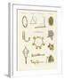 Musical Instruments of the Ancients -- Whistles, Rattles and Cymbals-null-Framed Giclee Print