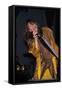 Musician Steven Tyler Performing-Dave Allocca-Framed Stretched Canvas