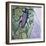 Musk Beetle, 1991-Peter Wilson-Framed Giclee Print