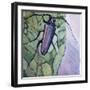 Musk Beetle, 1991-Peter Wilson-Framed Giclee Print