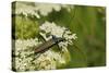 Musk Beetle (Aromia Moschata) Foraging on Wild Carrot (Queen Anne's Lace) (Daucus Carota)-Nick Upton-Stretched Canvas