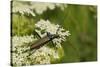 Musk Beetle (Aromia Moschata) Foraging on Wild Carrot (Queen Anne's Lace) (Daucus Carota)-Nick Upton-Stretched Canvas