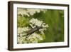 Musk Beetle (Aromia Moschata) Foraging on Wild Carrot (Queen Anne's Lace) (Daucus Carota)-Nick Upton-Framed Photographic Print