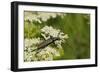 Musk Beetle (Aromia Moschata) Foraging on Wild Carrot (Queen Anne's Lace) (Daucus Carota)-Nick Upton-Framed Photographic Print