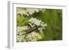 Musk Beetle (Aromia Moschata) Foraging on Wild Carrot (Queen Anne's Lace) (Daucus Carota)-Nick Upton-Framed Photographic Print