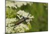 Musk Beetle (Aromia Moschata) Foraging on Wild Carrot (Queen Anne's Lace) (Daucus Carota)-Nick Upton-Mounted Photographic Print