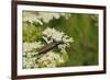 Musk Beetle (Aromia Moschata) Foraging on Wild Carrot (Queen Anne's Lace) (Daucus Carota)-Nick Upton-Framed Photographic Print