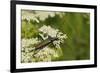 Musk Beetle (Aromia Moschata) Foraging on Wild Carrot (Queen Anne's Lace) (Daucus Carota)-Nick Upton-Framed Photographic Print