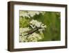 Musk Beetle (Aromia Moschata) Foraging on Wild Carrot (Queen Anne's Lace) (Daucus Carota)-Nick Upton-Framed Photographic Print