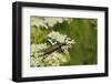 Musk Beetle (Aromia Moschata) Foraging on Wild Carrot (Queen Anne's Lace) (Daucus Carota)-Nick Upton-Framed Photographic Print