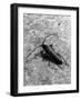 Musk Beetle-null-Framed Photographic Print