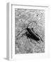 Musk Beetle-null-Framed Photographic Print
