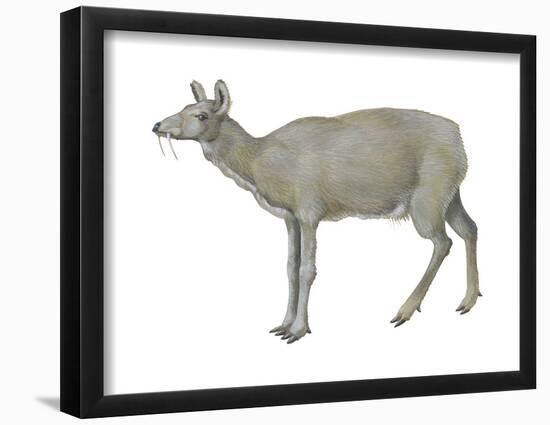 Musk Deer (Moschus Moschiferus), Mammals-Encyclopaedia Britannica-Framed Poster