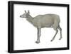 Musk Deer (Moschus Moschiferus), Mammals-Encyclopaedia Britannica-Framed Poster
