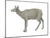 Musk Deer (Moschus Moschiferus), Mammals-Encyclopaedia Britannica-Mounted Poster