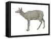 Musk Deer (Moschus Moschiferus), Mammals-Encyclopaedia Britannica-Framed Stretched Canvas