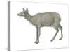 Musk Deer (Moschus Moschiferus), Mammals-Encyclopaedia Britannica-Stretched Canvas
