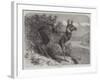 Musk Deer-Johann Baptist Zwecker-Framed Giclee Print