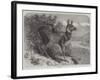 Musk Deer-Johann Baptist Zwecker-Framed Giclee Print