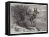 Musk Deer-Johann Baptist Zwecker-Framed Stretched Canvas