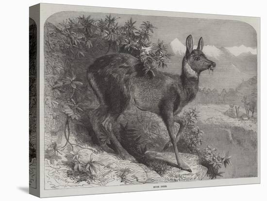 Musk Deer-Johann Baptist Zwecker-Stretched Canvas