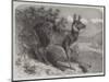 Musk Deer-Johann Baptist Zwecker-Mounted Giclee Print