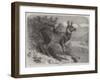 Musk Deer-Johann Baptist Zwecker-Framed Giclee Print