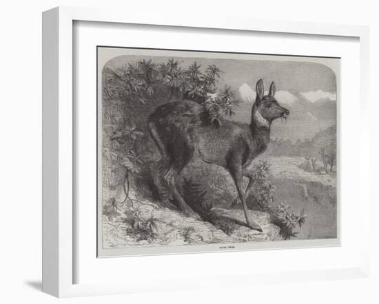 Musk Deer-Johann Baptist Zwecker-Framed Giclee Print