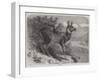 Musk Deer-Johann Baptist Zwecker-Framed Giclee Print