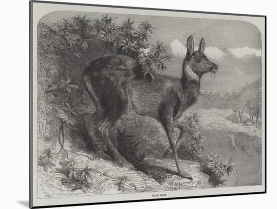 Musk Deer-Johann Baptist Zwecker-Mounted Giclee Print