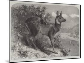 Musk Deer-Johann Baptist Zwecker-Mounted Giclee Print