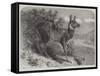 Musk Deer-Johann Baptist Zwecker-Framed Stretched Canvas