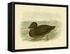 Musk Duck, 1891-Gracius Broinowski-Framed Stretched Canvas