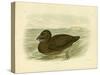 Musk Duck, 1891-Gracius Broinowski-Stretched Canvas