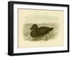 Musk Duck, 1891-Gracius Broinowski-Framed Giclee Print