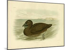 Musk Duck, 1891-Gracius Broinowski-Mounted Giclee Print
