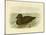 Musk Duck, 1891-Gracius Broinowski-Mounted Giclee Print