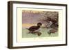 Musk Duck-Allan Brooks-Framed Art Print