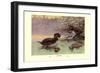 Musk Duck-Allan Brooks-Framed Art Print