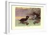 Musk Duck-Allan Brooks-Framed Art Print