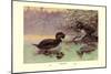 Musk Duck-Allan Brooks-Mounted Art Print